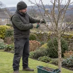 Gardener pruning a thin branch on a small dormant garden tree