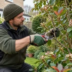 Gardener pruning an ornamental shrub with secateurs.