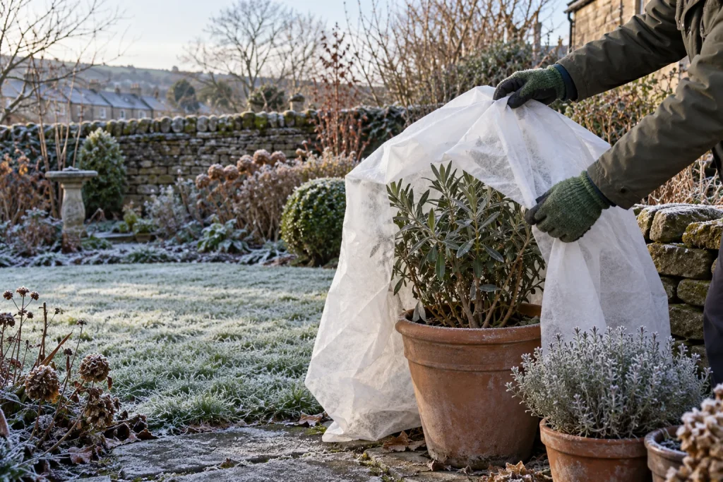 Fleece protecting a potted plant from frost in a West Yorkshire garden